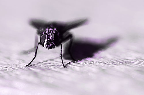 Blow Fly Standing Guard (Purple Tone Photo)