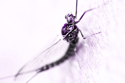 Body Bending Mayfly Resting Vertically (Purple Tone Photo)