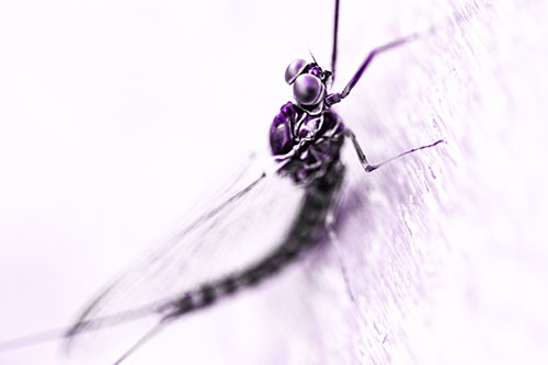 Body Bending Mayfly Resting Vertically (Purple Tone)
