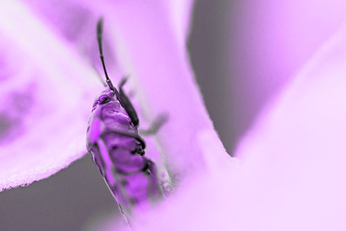 Boxelder Beetle Crawling Up Plant Stem (Purple Tone Photo)
