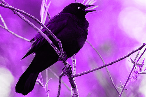 Brewers Blackbird Chirping Atop Sloping Branch (Purple Tone Photo)