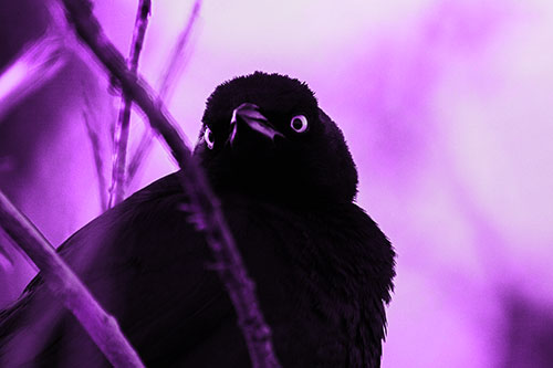 Brewers Blackbird Keeping Watch (Purple Tone Photo)
