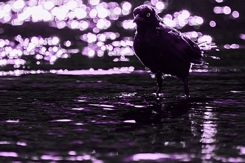 Brewers Blackbird Watches Water Intensely (Purple Tone Photo)