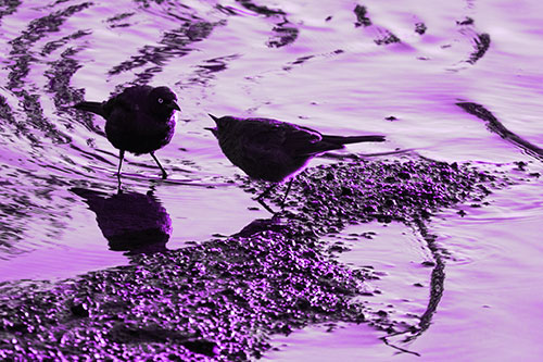 Brewers Blackbirds Feeding Along Shoreline (Purple Tone Photo)