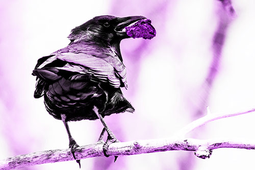 Brownie Crow Perched On Tree Branch (Purple Tone Photo)