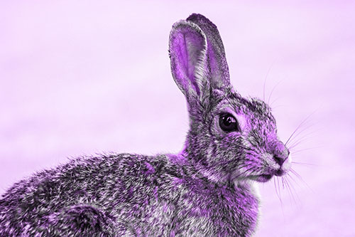 Bunny Rabbit Taking Gander Around Park (Purple Tone)