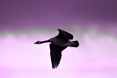 Canadian Goose Flying Among Sunrise (Purple Tone Photo)
