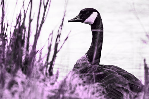 Canadian Goose Hiding Behind Reed Grass (Purple Tone Photo)