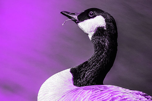 Canadian Goose Munches Single Grass Blade (Purple Tone)