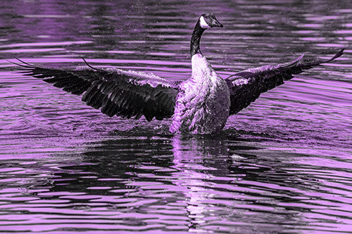 Canadian Goose Spreads Wings Among Lake Top (Purple Tone)