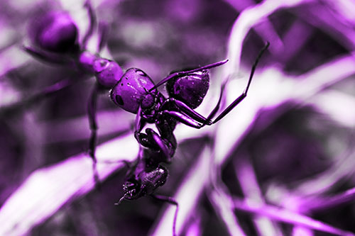 Carpenter Ant Uses Mandible Grips To Haul Dead Corpse (Purple Tone Photo)