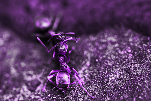 Carpenter Ants Battling Over Territory (Purple Tone Photo)