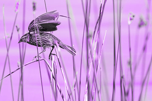Cattail Jumping Female Red Winged Blackbird (Purple Tone)