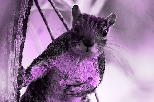 Chest Holding Squirrel Leans Against Tree (Purple Tone Photo)