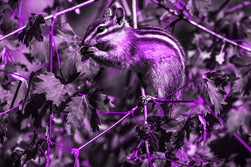 Chipmunk Feasting On Tree Branches (Purple Tone Photo)