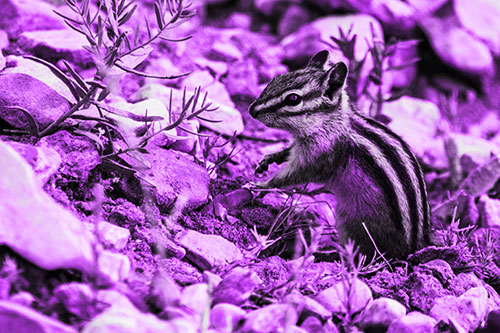 Chipmunk Ripping Plant Stem From Dirt (Purple Tone Photo)