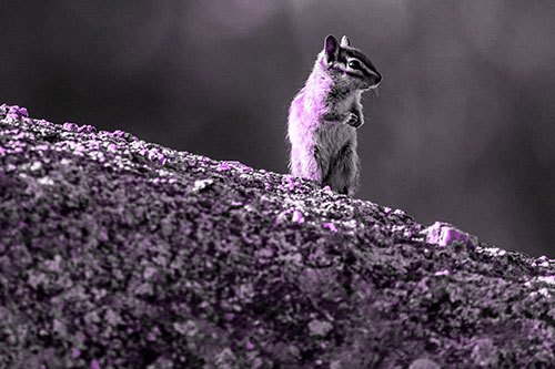 Chipmunk Standing Atop Sloping Fungi Rock (Purple Tone Photo)