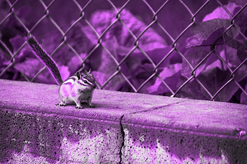 Chipmunk Walking Along Wet Concrete Wall (Purple Tone Photo)