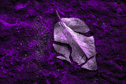Chipped Leaf Face Rests Atop Pavement (Purple Tone)