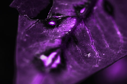 Chipped Vein Decaying Leaf Face (Purple Tone Photo)