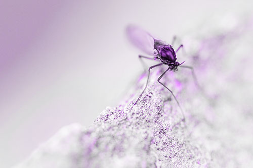 Chironomid Midge Fly Standing Along Rock Edge (Purple Tone Photo)
