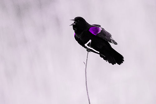 Chirping Red Winged Blackbird Atop Snowy Branch (Purple Tone Photo)