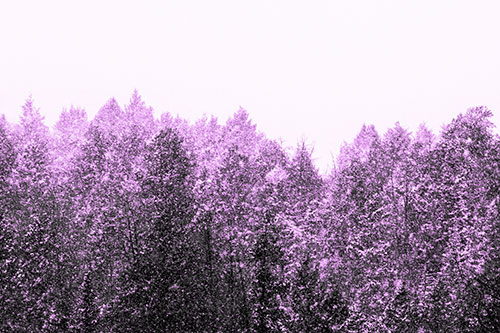 Christmas Snow Blanketing Trees (Purple Tone Photo)