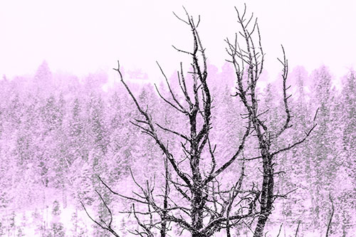 Christmas Snow On Dead Tree (Purple Tone Photo)