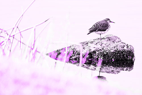 Chubby Dunlin Bird Standing Atop Lake Rock (Purple Tone Photo)