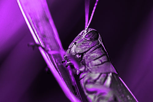 Climbing Grasshopper Crawls Upward (Purple Tone Photo)
