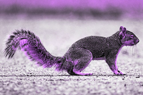 Closed Eyed Squirrel Meditating (Purple Tone Photo)