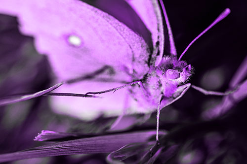 Cloudless Sulphur Butterfly Taking Stance (Purple Tone)
