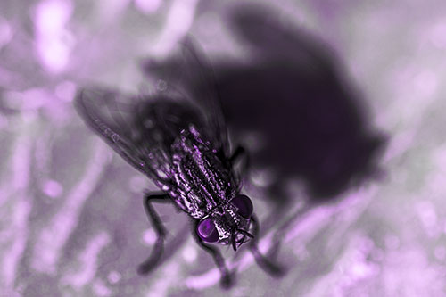 Cluster Fly Casting Shadow Among Sunlight (Purple Tone Photo)