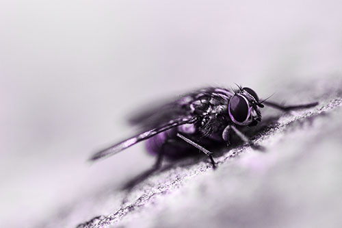 Cluster Fly Perched Among Rock Surface (Purple Tone Photo)