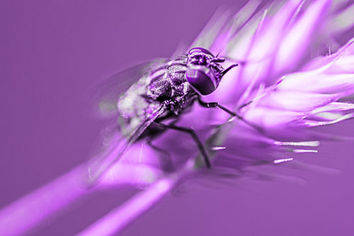 Cluster Fly Rests Atop Grass Blade (Purple Tone Photo)