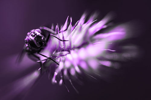 Cluster Fly Rides Plant Top Among Wind (Purple Tone Photo)