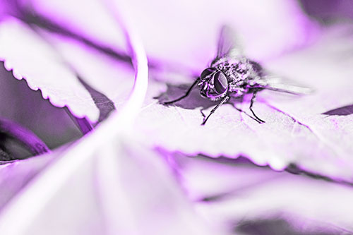 Cluster Fly Standing Atop Stacked Intersecting Leaves (Purple Tone)