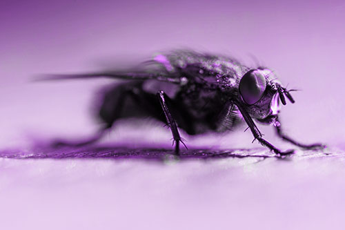 Cluster Fly Stands Among Sunshine (Purple Tone Photo)