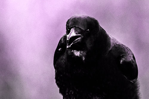 Cold Snow Beak Crow Cawing (Purple Tone Photo)