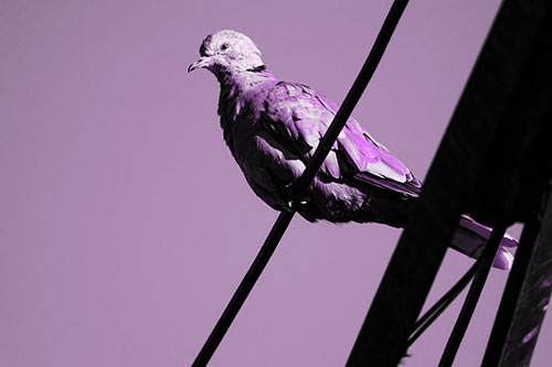 Collared Dove Perched Atop Wire (Purple Tone Photo)