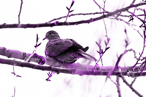 Collared Dove Sitting Atop Tree Branch (Purple Tone Photo)