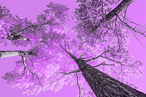 Colorful Towering Autumn Trees Among Clear Sky (Purple Tone)