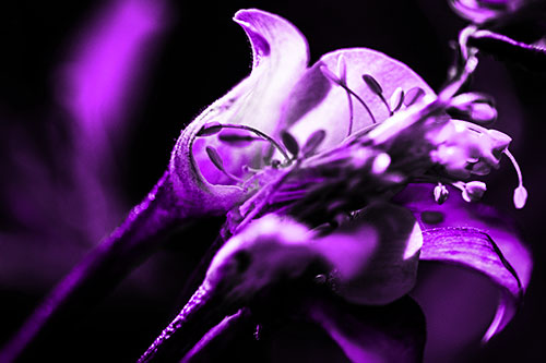 Columbine Flower Face Embracing Sunlight (Purple Tone)