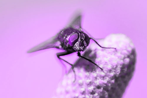 Confused Blow Fly Tilts Head Atop Coneflower (Purple Tone)