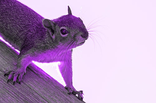 Confused Head Tilting Squirrel Standing Along Wooden Pole (Purple Tone)