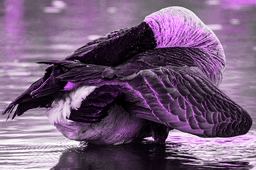 Contorting Canadian Goose Playing Peekaboo (Purple Tone Photo)