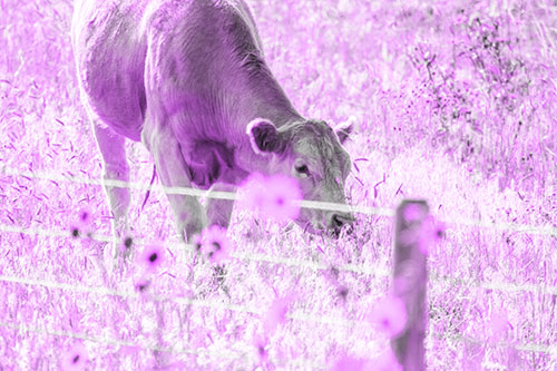 Cow Snacking On Grass Behind Fence (Purple Tone)