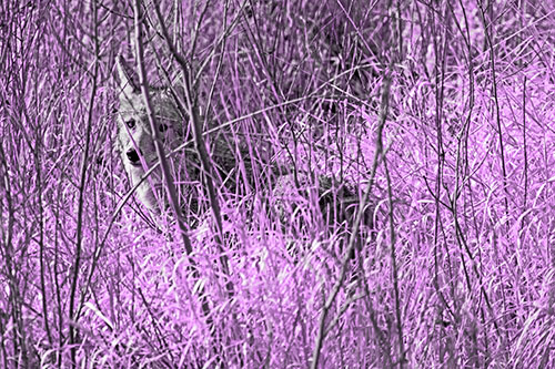Coyote Makes Eye Contact Among Tall Grass (Purple Tone Photo)