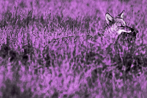 Coyote Running Through Tall Grass (Purple Tone Photo)