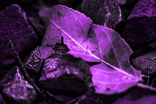 Cracked Soggy Leaf Face Rests Among Rocks (Purple Tone Photo)